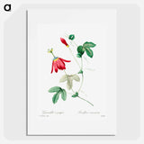 Red passion - Pierre Joseph Redouté Poster.