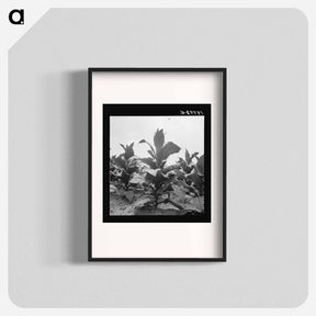アートポスター-Untitled photo, possibly related to: Tobacco on Zollie Lyon's place nearly ready for priming. Wake County, North Carolina - ドロテア ラング Poster.