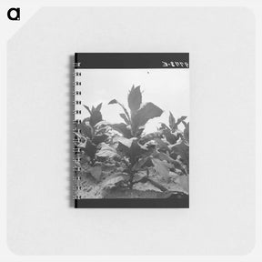 アートメモ帳-Untitled photo, possibly related to: Tobacco on Zollie Lyon's place nearly ready for priming. Wake County, North Carolina - ドロテア ラング Memo.