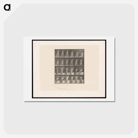 アートポストカード-Woman Lifting Her Dress
 - エドワード マイブリッジ Postcard.