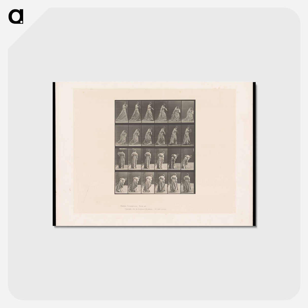 アートポストカード-Woman Lifting Her Dress
 - エドワード マイブリッジ Postcard.
