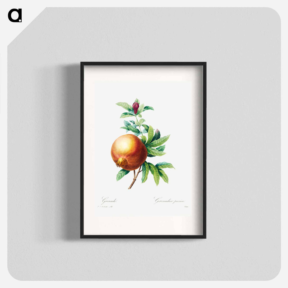 Pomegranate - Pierre Joseph Redouté Poster.