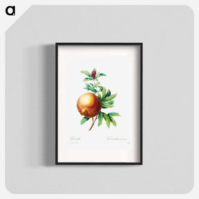 アートポスター-Pomegranate - ピエール ジョゼフ ルドゥーテ Poster.