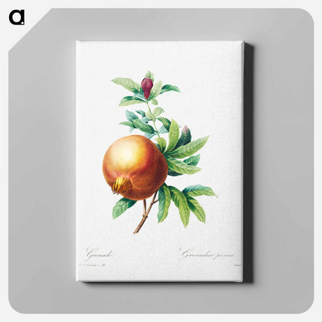 アートパネル-Pomegranate - ピエール ジョゼフ ルドゥーテ Canvas.