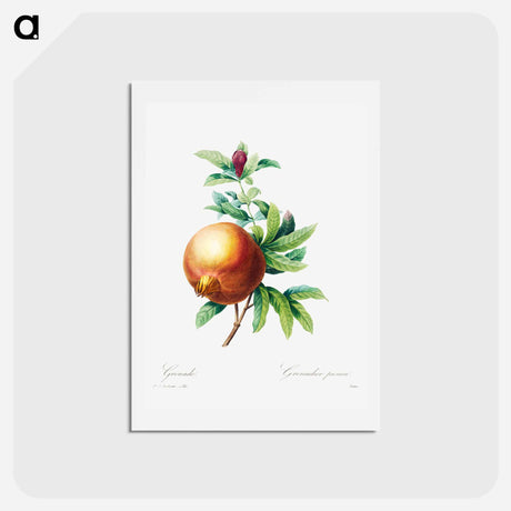 アートポストカード-Pomegranate - ピエール ジョゼフ ルドゥーテ Postcard.