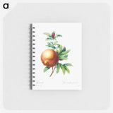 アートメモ帳-Pomegranate - ピエール ジョゼフ ルドゥーテ Memo.