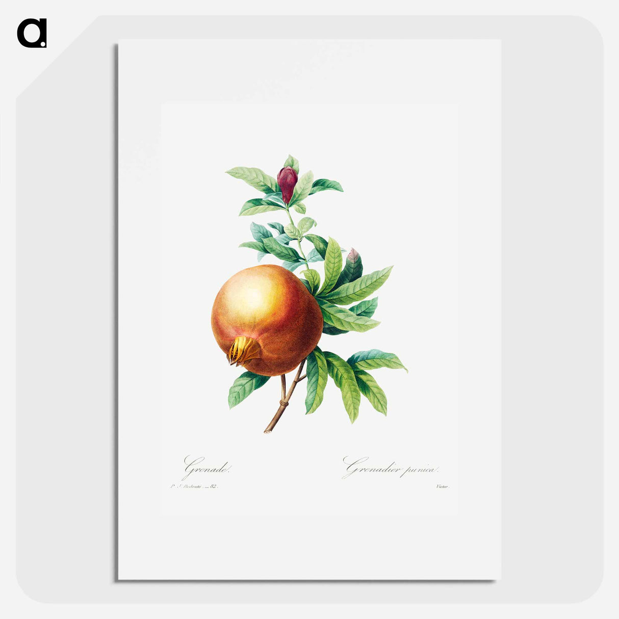 Pomegranate - Pierre Joseph Redouté Poster.