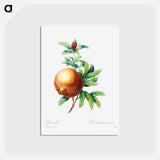 アートポストカード-Pomegranate - ピエール ジョゼフ ルドゥーテ Postcard.