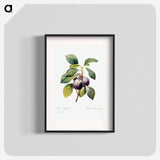 Plum - Pierre Joseph Redouté Poster.