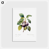 アートポストカード-Plum - ピエール ジョゼフ ルドゥーテ Postcard.