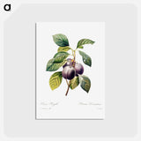 アートポストカード-Plum - ピエール ジョゼフ ルドゥーテ Postcard.