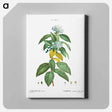 アートパネル-Laurustinus (Viburnum tinus) - ピエール ジョゼフ ルドゥーテ Canvas.