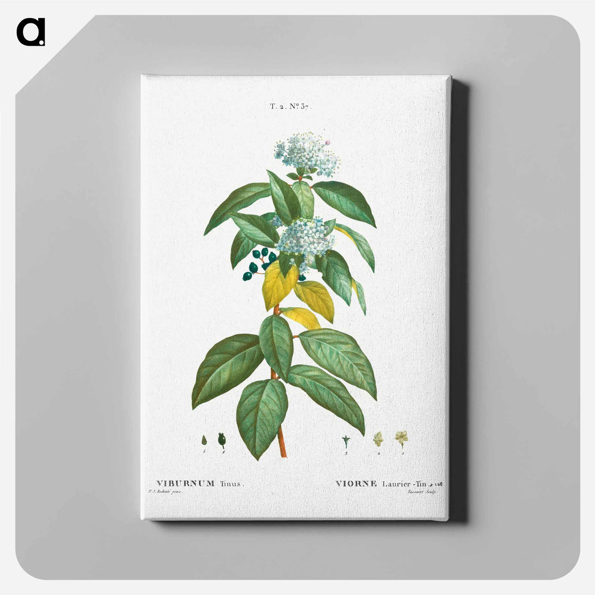 アートパネル-Laurustinus (Viburnum tinus) - ピエール ジョゼフ ルドゥーテ Canvas.