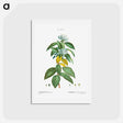アートポストカード-Laurustinus (Viburnum tinus) - ピエール ジョゼフ ルドゥーテ Postcard.