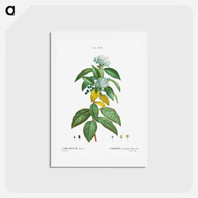 アートポストカード-Laurustinus (Viburnum tinus) - ピエール ジョゼフ ルドゥーテ Postcard.