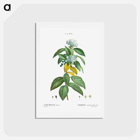 アートポストカード-Laurustinus (Viburnum tinus) - ピエール ジョゼフ ルドゥーテ Postcard.