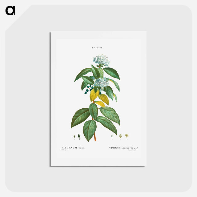 アートポストカード-Laurustinus (Viburnum tinus) - ピエール ジョゼフ ルドゥーテ Postcard.