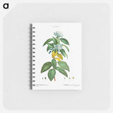 Laurustinus (Viburnum tinus) - ピエール ジョゼフ ルドゥーテ Memo.