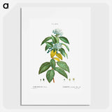 Laurustinus (Viburnum tinus) - Pierre Joseph Redouté Poster.