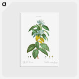 アートポストカード-Laurustinus (Viburnum tinus) - ピエール ジョゼフ ルドゥーテ Postcard.
