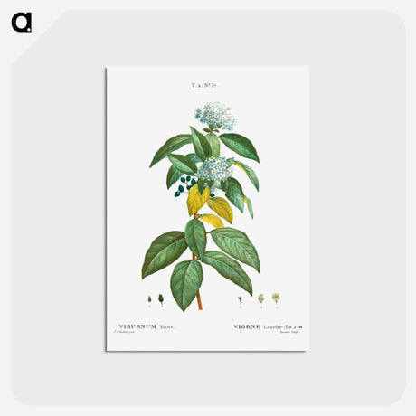アートポストカード-Laurustinus (Viburnum tinus) - ピエール ジョゼフ ルドゥーテ Postcard.