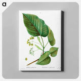 アートパネル-Tilia pubescens - ピエール ジョゼフ ルドゥーテ Canvas.