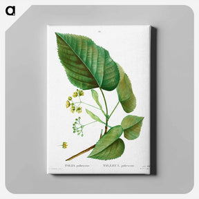 アートパネル-Tilia pubescens - ピエール ジョゼフ ルドゥーテ Canvas.