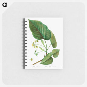 アートメモ帳-Tilia pubescens - ピエール ジョゼフ ルドゥーテ Memo.