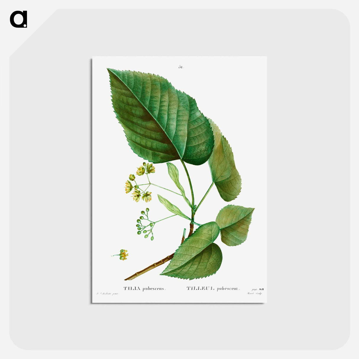 アートポストカード-Tilia pubescens - ピエール ジョゼフ ルドゥーテ Postcard.