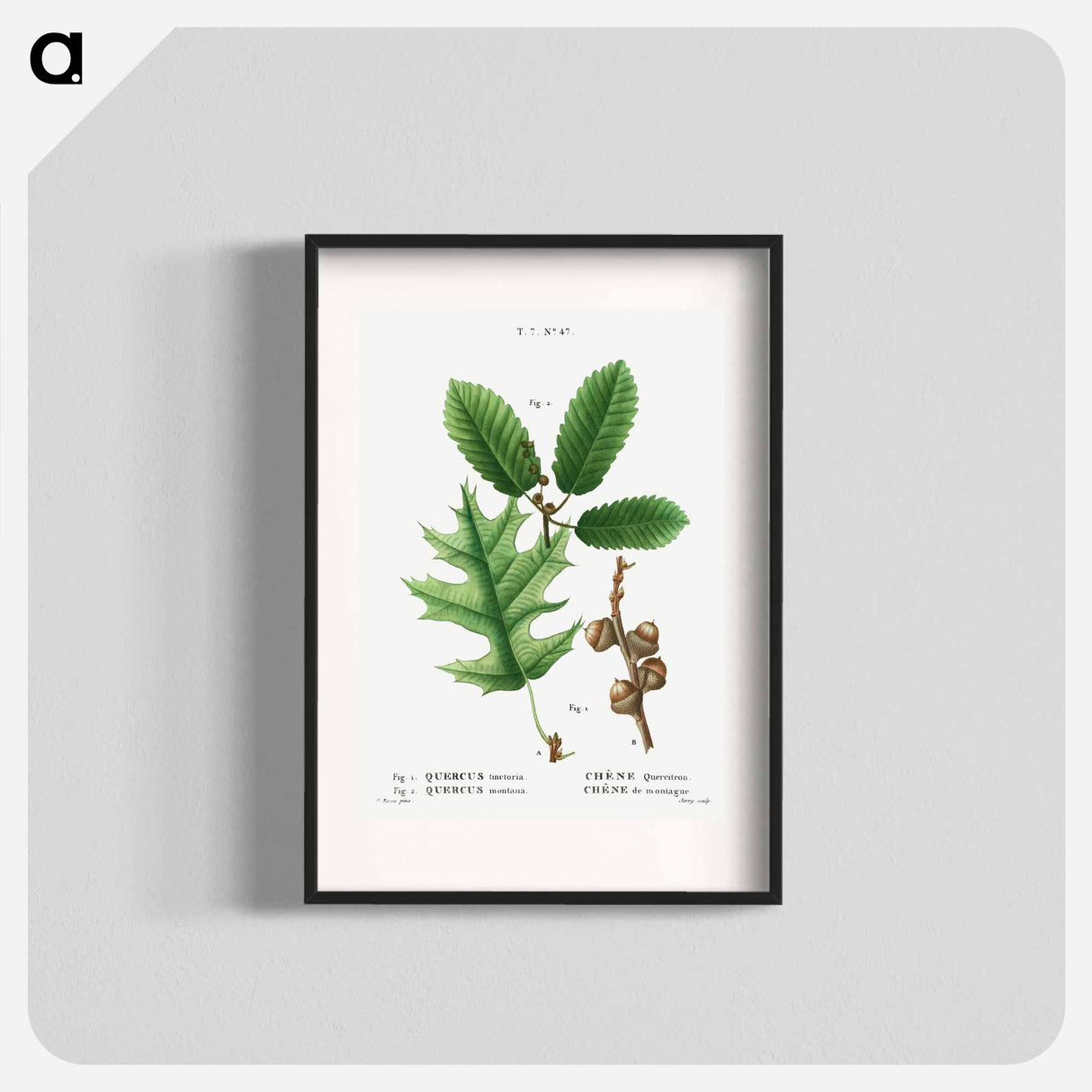 Eastern black oak, Quercus tinctoria 2. Chestnut oak, Quercus montana - Pierre Joseph Redouté Poster.