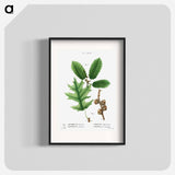 Eastern black oak, Quercus tinctoria 2. Chestnut oak, Quercus montana - Pierre Joseph Redouté Poster.
