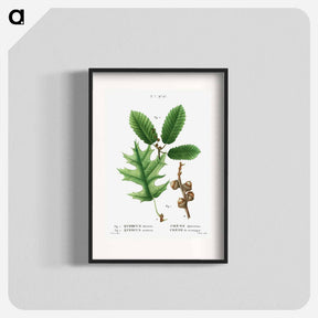アートポスター-Eastern black oak, Quercus tinctoria 2. Chestnut oak, Quercus montana - ピエール ジョゼフ ルドゥーテ Poster.