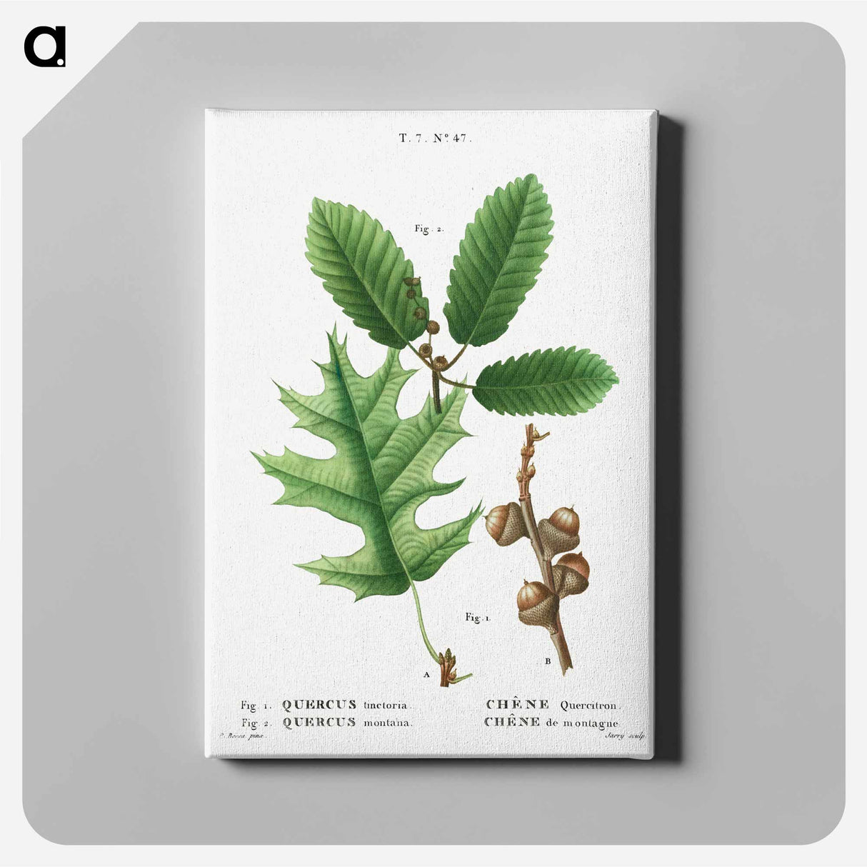 アートパネル-Eastern black oak, Quercus tinctoria 2. Chestnut oak, Quercus montana - ピエール ジョゼフ ルドゥーテ Canvas.