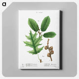 アートパネル-Eastern black oak, Quercus tinctoria 2. Chestnut oak, Quercus montana - ピエール ジョゼフ ルドゥーテ Canvas.