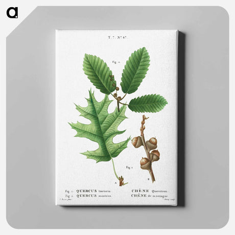 アートパネル-Eastern black oak, Quercus tinctoria 2. Chestnut oak, Quercus montana - ピエール ジョゼフ ルドゥーテ Canvas.