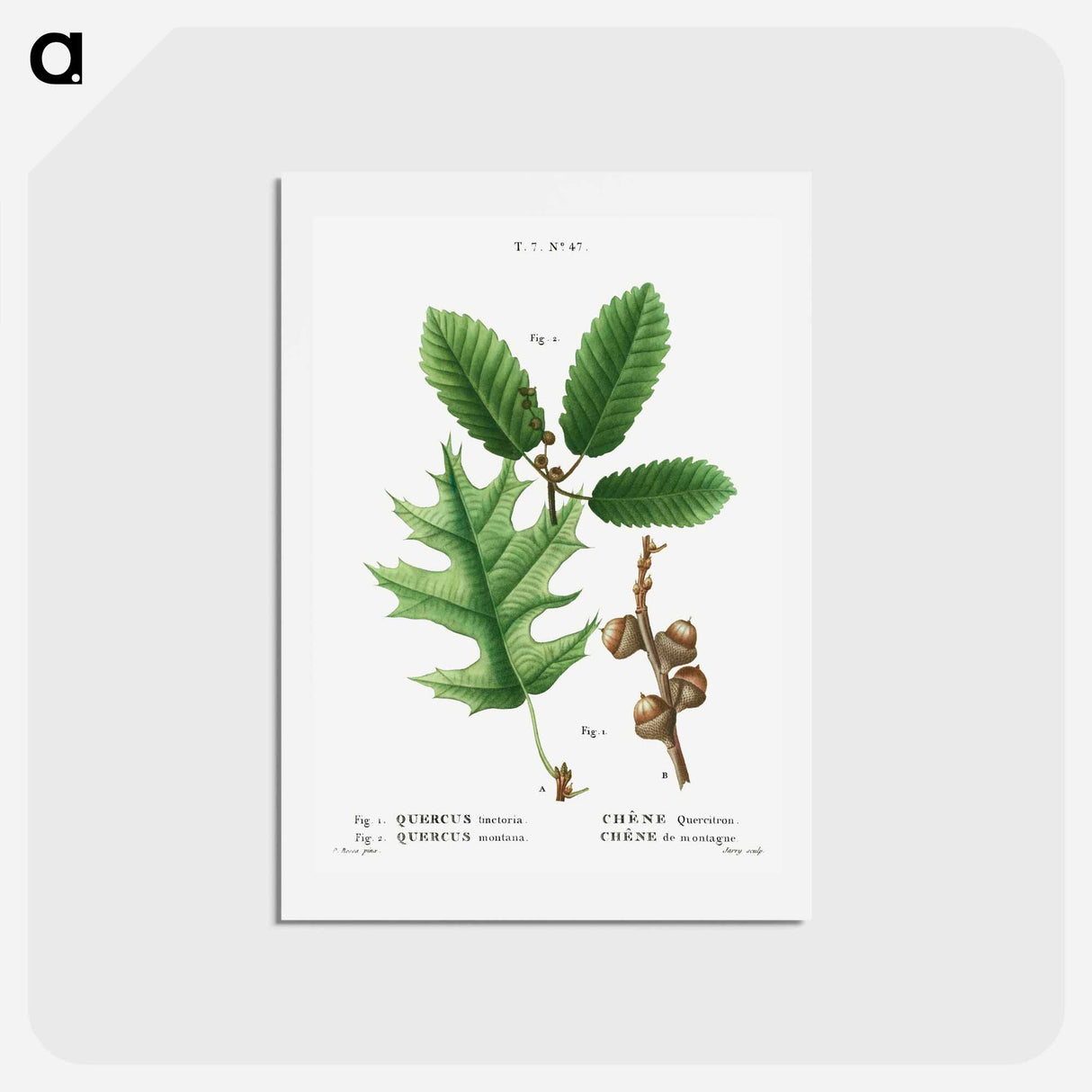 アートポストカード-Eastern black oak, Quercus tinctoria 2. Chestnut oak, Quercus montana - ピエール ジョゼフ ルドゥーテ Postcard.