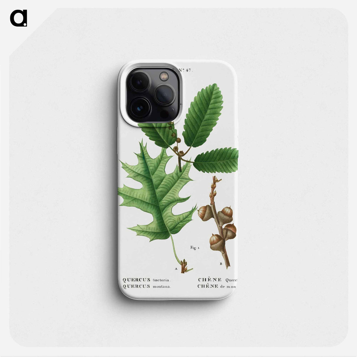 Eastern black oak, Quercus tinctoria 2. Chestnut oak, Quercus montana - ピエール ジョゼフ ルドゥーテ Phone Case.