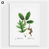 Eastern black oak, Quercus tinctoria 2. Chestnut oak, Quercus montana - Pierre Joseph Redouté Poster.