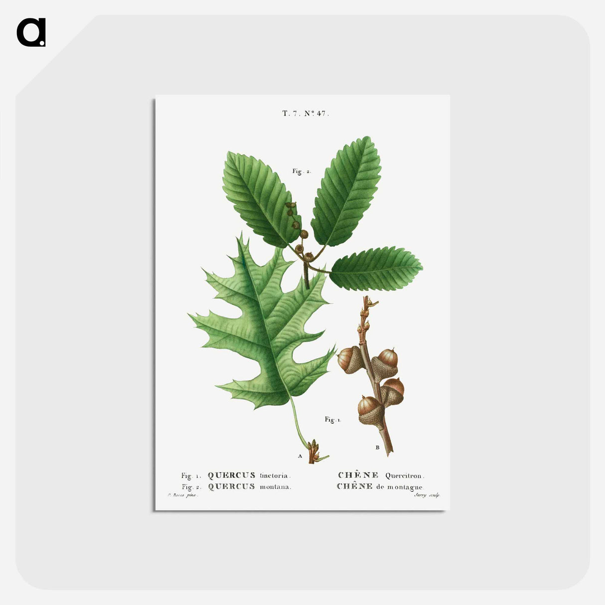 アートポストカード-Eastern black oak, Quercus tinctoria 2. Chestnut oak, Quercus montana - ピエール ジョゼフ ルドゥーテ Postcard.