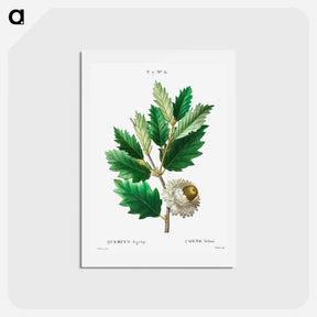 アートポストカード-Valonian Oak - ピエール ジョゼフ ルドゥーテ Postcard.