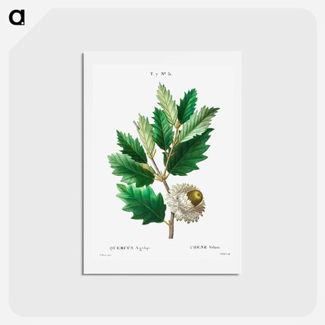 アートポストカード-Valonian Oak - ピエール ジョゼフ ルドゥーテ Postcard.