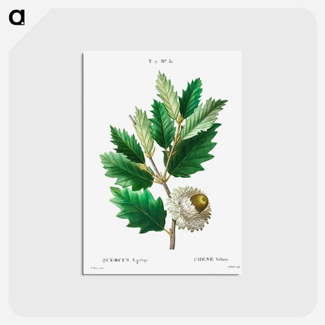 アートポストカード-Valonian Oak - ピエール ジョゼフ ルドゥーテ Postcard.