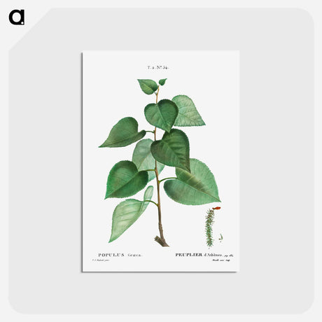 アートポストカード-Populus graeca - ピエール ジョゼフ ルドゥーテ Postcard.