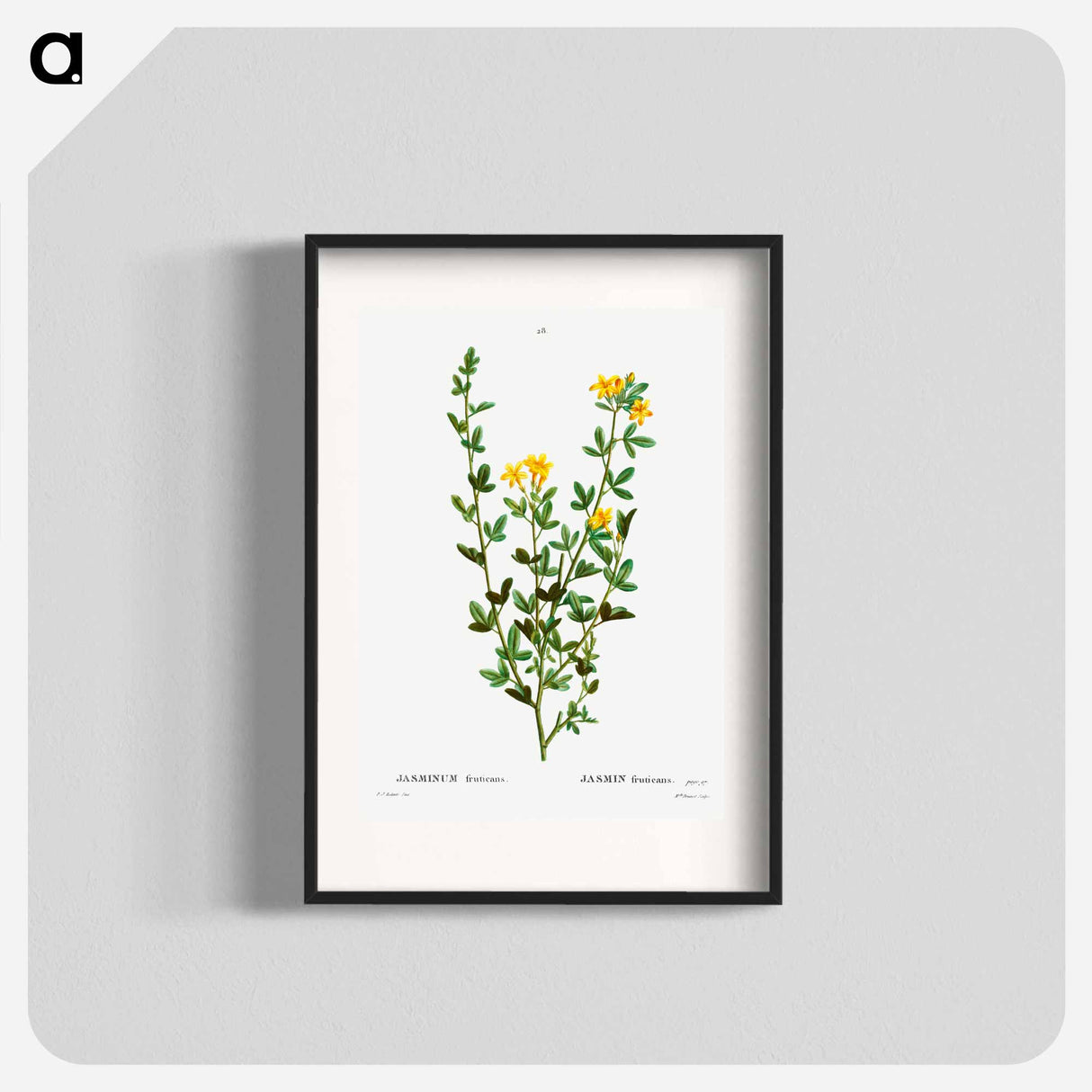 Yellow jasmine - Pierre Joseph Redouté Poster.