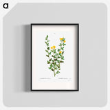 Yellow jasmine - Pierre Joseph Redouté Poster.