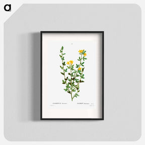 アートポスター-Yellow jasmine - ピエール ジョゼフ ルドゥーテ Poster.
