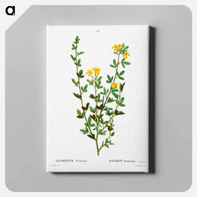 アートパネル-Yellow jasmine - ピエール ジョゼフ ルドゥーテ Canvas.