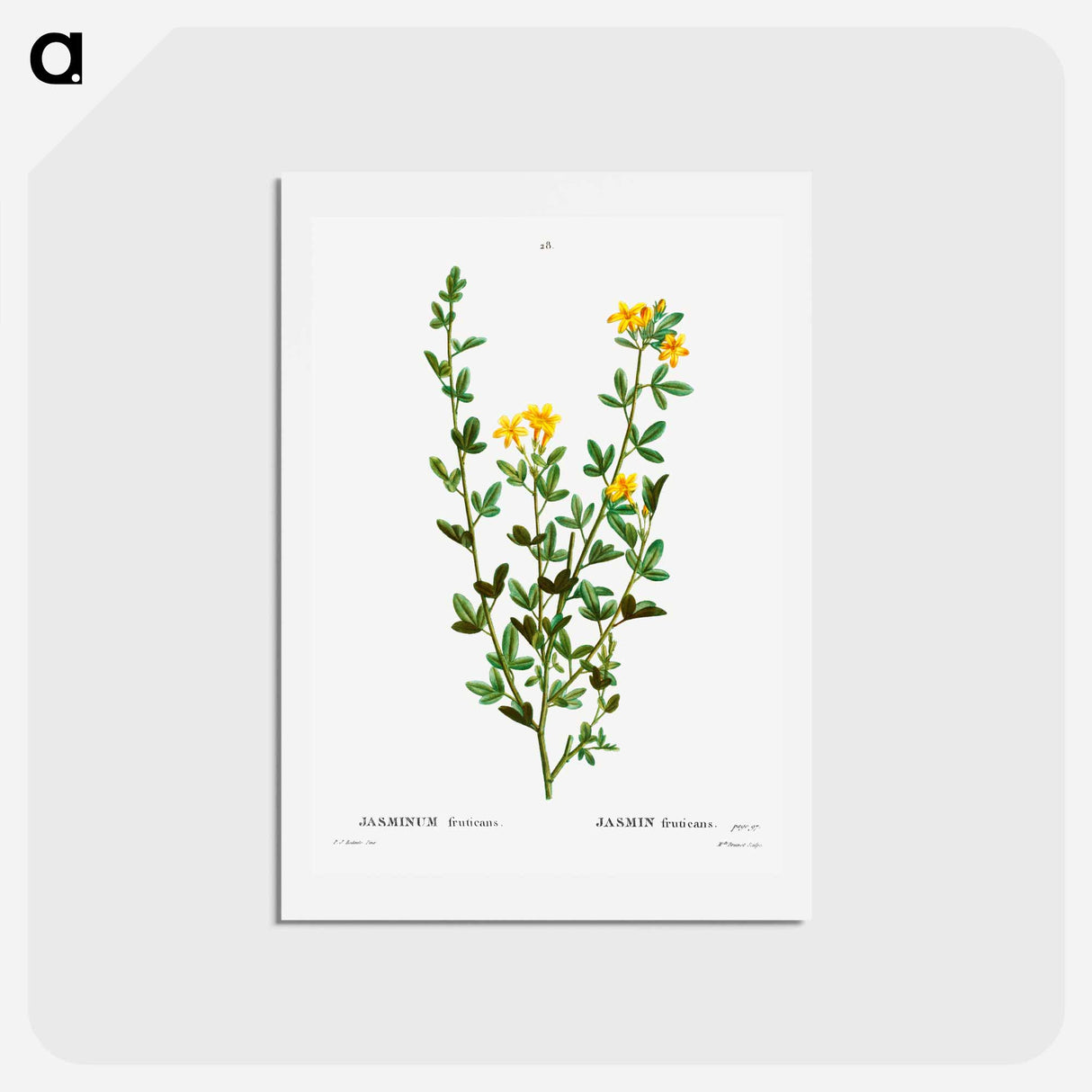 アートポストカード-Yellow jasmine - ピエール ジョゼフ ルドゥーテ Postcard.