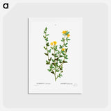 アートポストカード-Yellow jasmine - ピエール ジョゼフ ルドゥーテ Postcard.
