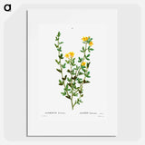 Yellow jasmine - Pierre Joseph Redouté Poster.
